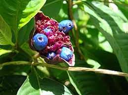 Image result for Psychotria djumaensis