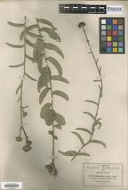 Image result for Aspilia rudis