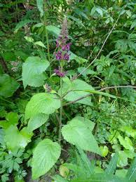 Image result for Stachys aculeolata