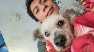 Beagle perdido en San Martín de Porres, Av. Dominicos con Tomás Valle. Me  acaban de pasar el dato