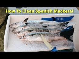 It is very rare to find other types of fish namely oily fish in taco menu offerings at many places. Fillet Spanish Mackerel Step By Step And How To Get Rid Of The Fishy Taste Youtube