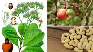Image result for Anacardium occidentale