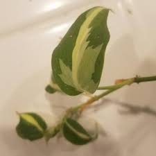 Stripe brazil | find stripe fees and pricing information. Philodendron Cordatum Silver Stripe Philodendron Silver Stripe In Gardentags Plant Encyclopedia