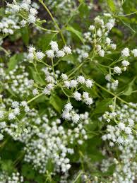 Image result for Ageratina vernalis