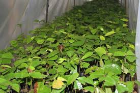 #kaamatan #harvest #harvestfestival #pestapadi #pestamenuai. Sapulut Forest Development Sdn Bhd