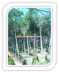 Image result for Wodyetia bifurcata