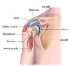 The scapula has several parts. Shoulder Pain Due To Osteoarthritis Or Rotator Cuff Damage Welcome Back Clinic Mri And Pain Management Centre