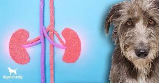 Top 3 Herbal Remedies For Utis In Dogs Dogs Naturally In 2020 Dog Uti Uti Remedies Uti In Kids