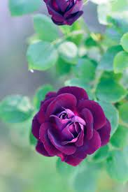 Please also visit my main blog bosch integral with more than. Natural Flowers Rose Free Photo On Pixabay