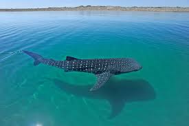 Move slowly toward the shore or a boat; A Whale Shark Swimming In Shallow Water In La Paz Baja California Mexico Natureisfuckinglit