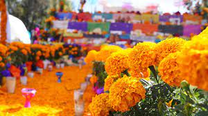 Not only will the mexican marigold drive away gnats, but it also kills any harmful nematodes that may be living in the soil. Mexican Marigold Aztec Marigold Cempasuchil Ny Latin Culture
