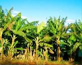 Image result for The Land of Banana