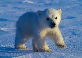 23 Tumblr Baby Polar Bears Polar Bear Baby Animals