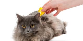 Ada banyak cara yang bisa kita lakukan, mulai dari cara yang alami sampai menggunakan benda/alat tertentu. 6 Cara Menghilangkan Kutu Kucing Dengan Mudah Dan Aman