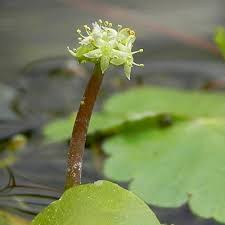 Image result for Hydrocotyle ranunculoides