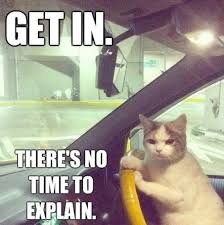 Cats And Kittens On Gumtree Cats And Kittens Clipart Kitten Pictures Kittens Funny Cats And Kittens