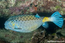Ostracion Cubicus Yellow Boxfish Reeflifesurvey Com
