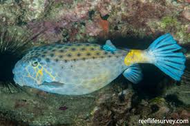 ostracion cubicus yellow boxfish reeflifesurvey com