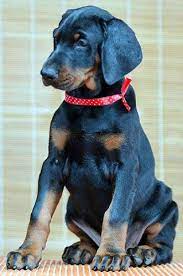 Doberman Puppies For Sale European Doberman Puppies Breeder In Usa Doberman Studs We Ship Doberman Pins Doberman Puppies For Sale Doberman Puppy Doberman