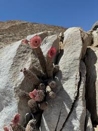 Image result for Hoodia currorii