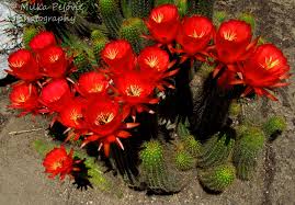 A happy cactus may even surprise you with vibrant blooms, a bonus for plants that already thrill with otherworldly shapes and spiny textures. Floral Friday Fotos Cactus With Red Flowers Chamaecereus Sylvestris