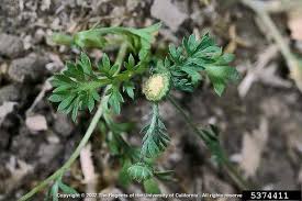 Image result for Cotula australis