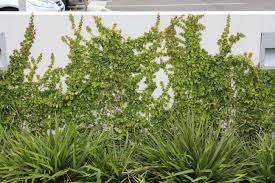 Image result for ficus pumila