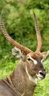 About Wild Animals A Majestic Antelope Waterbuck Zoo Animals Photos Animals Wild Animals