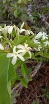 Image result for Holarrhena pubescens