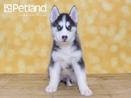 If you like what you see, visit our pet store today! Puppies For Sale Petland Florida Husky Puppies For Sale Puppy Friends Puppies