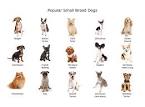 The 30 Most Popular Small Dog Breeds in America