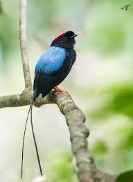 Black Bird With Long Tail And Red Beak Long Tailed Manakin Beautiful Birds Bird Pictures Birds Online