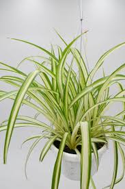 Image result for Chlorophytum