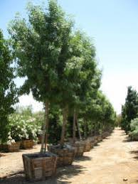 Image result for Fraxinus velutina