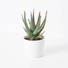 Image result for Aloe zebrina