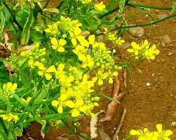 Image result for Brassica rapa