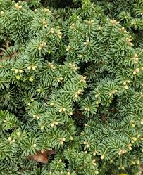 Image result for Copaifera baumiana