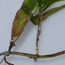 Image result for Cymodocea serrulata