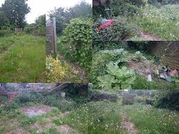 Kleingärtnerverein Itzehoe e.V.