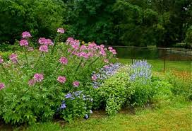Pin On Flower Scenes