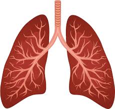 Lungs Png - Respiratory System Lung Background , Transparent ...