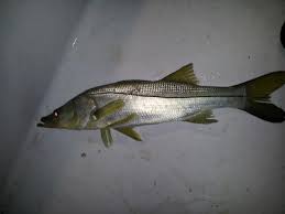 Mullet Run Night Snook Pensacola Fishing Forum