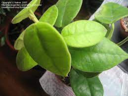 But here's a pic of hoya lauterbachii from logees that came in the mail about three weeks after ordering. Tropicals Tender Perennials Hoya Lauterbachii 1 By Katrun