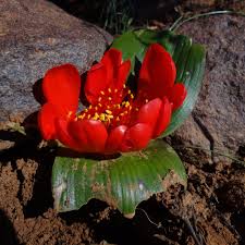 Image result for Daubenya