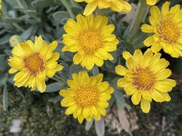 Image result for Hertia