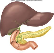 Both the liver and the stomach are located in the lower chest region under the thoracic. Liver And Pancreas Diagram Free Image Download