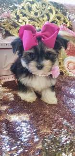Check spelling or type a new query. Morkie Teacup Morkie Morkie Puppies For Sale Maltipoo Malshi Teacup Designer Puppies