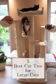 The areas with the most social significance are also important. 5 Best Cat Tree For Large Cats Cool Cat Trees Large Cat Tree Large Cats