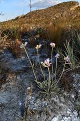 Image result for Bothriocline ruwenzoriensis