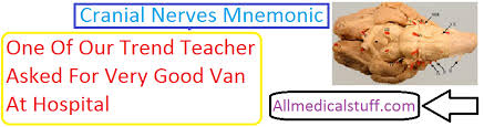 Mnemonics for the branches of the external carotid artery abound. 12 Cranial Nerves Mnemonic